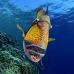 triggerfish_titan_bro_b_ni_v_0630_egy1105.jpg